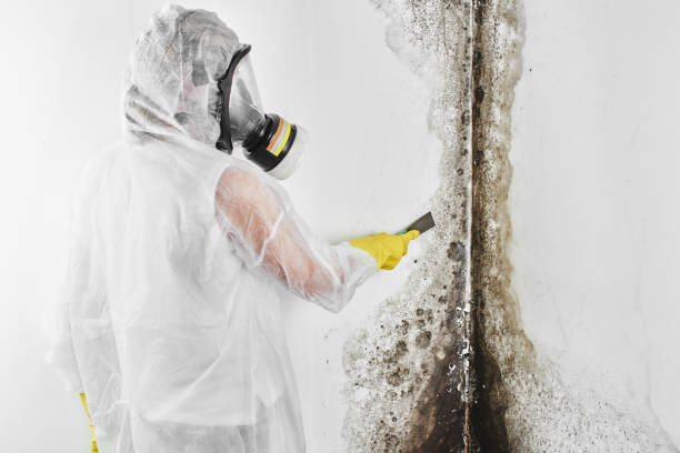 Best Bathroom Mold Remediation in Levittown, PA